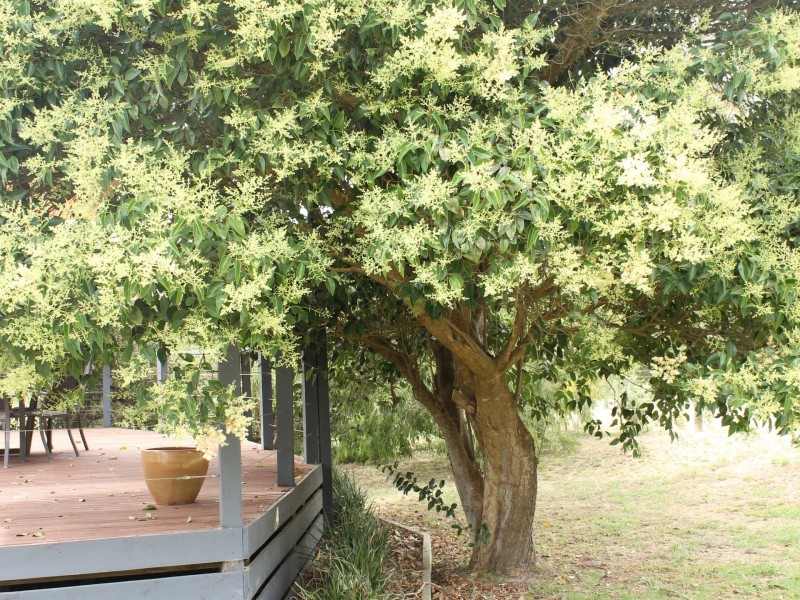 4 Merkani Avenue, Venus Bay VIC 3956