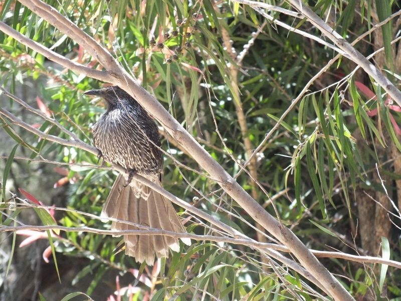 46 Ripple Drive, Inverloch VIC 3996