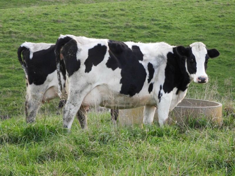 1485 Loch-Wonthaggi Road, Glen Alvie VIC 3979