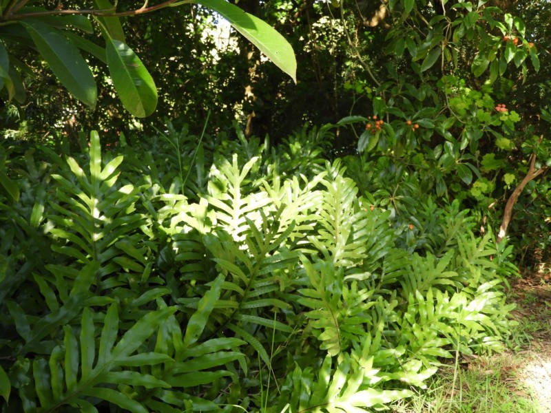 10 Freda Street, Inverloch VIC 3996