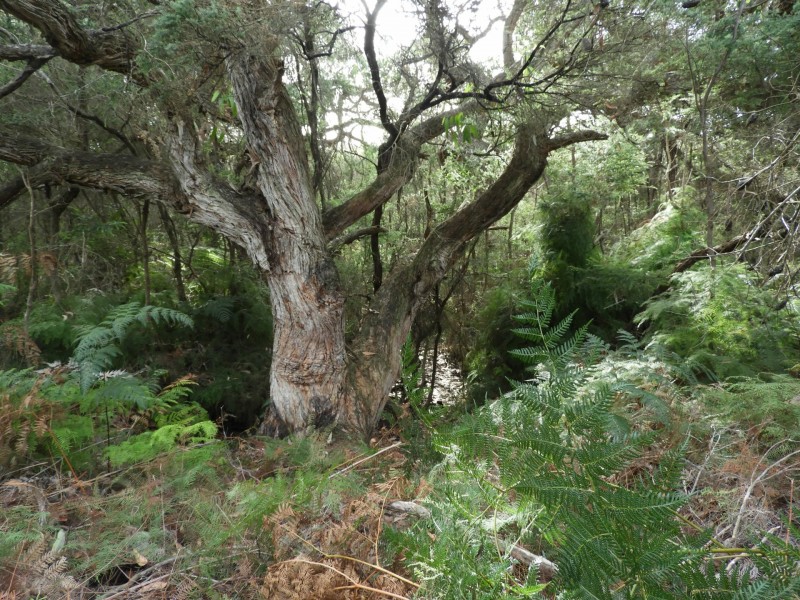 435 Bear Gully Road, Tarwin Lower VIC 3956