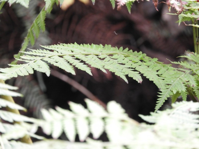 435 Bear Gully Road, Tarwin Lower VIC 3956