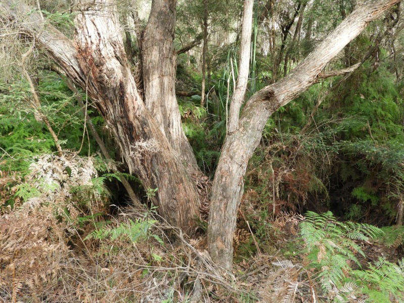 435 Bear Gully Road, Tarwin Lower VIC 3956