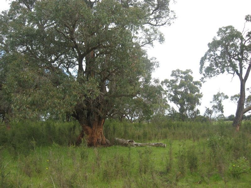 Lot 5 Inverloch – Kongwak Road, Wattle Bank VIC 3995