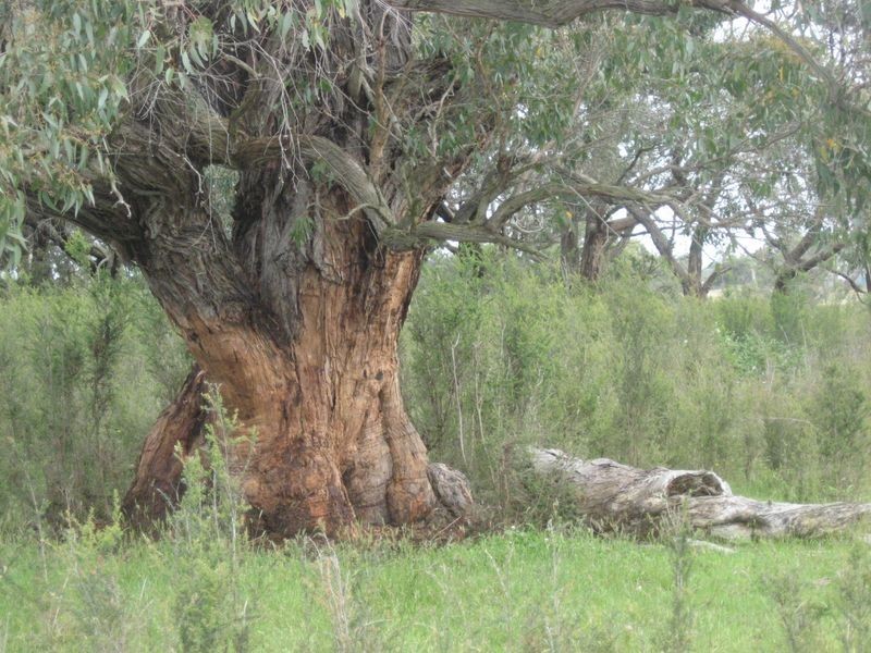 Lot 5 Inverloch – Kongwak Road, Wattle Bank VIC 3995