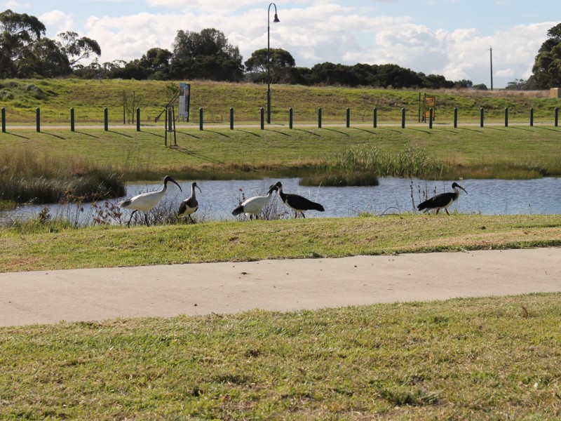 Lot 97 Radiata Place, Inverloch VIC 3996