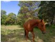 66 Balkins Road, Kiamba QLD 4560