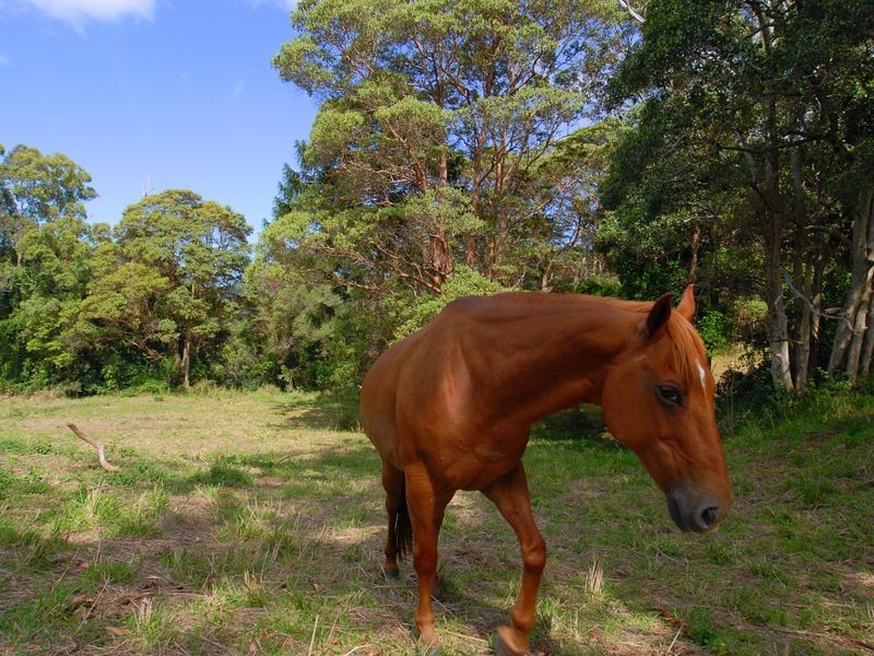 66 Balkins Road, Kiamba QLD 4560