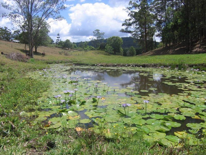 139 Diamond Valley Road, Mooloolah Valley QLD 4553