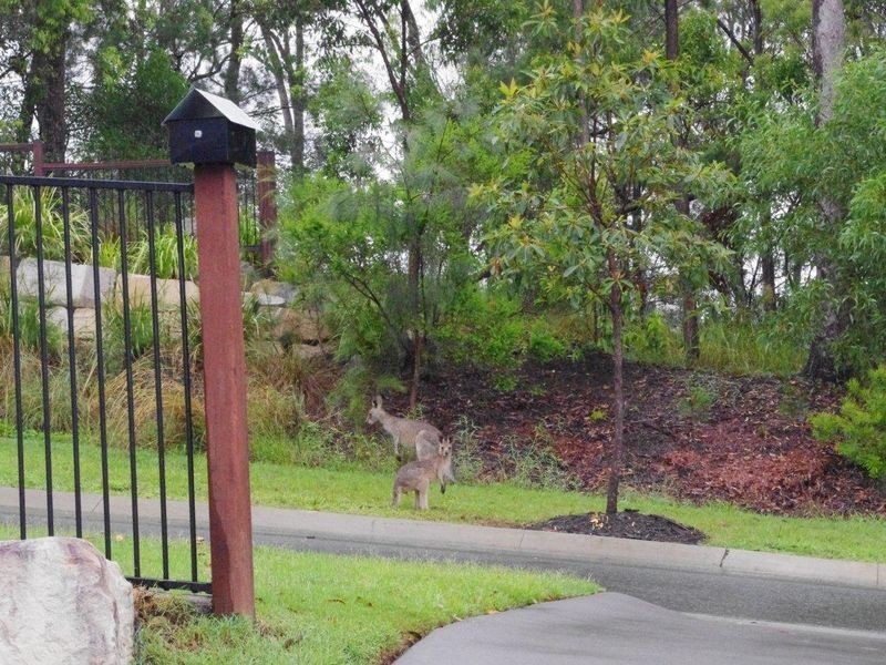 5 Lakewood Street, Little Mountain QLD 4551