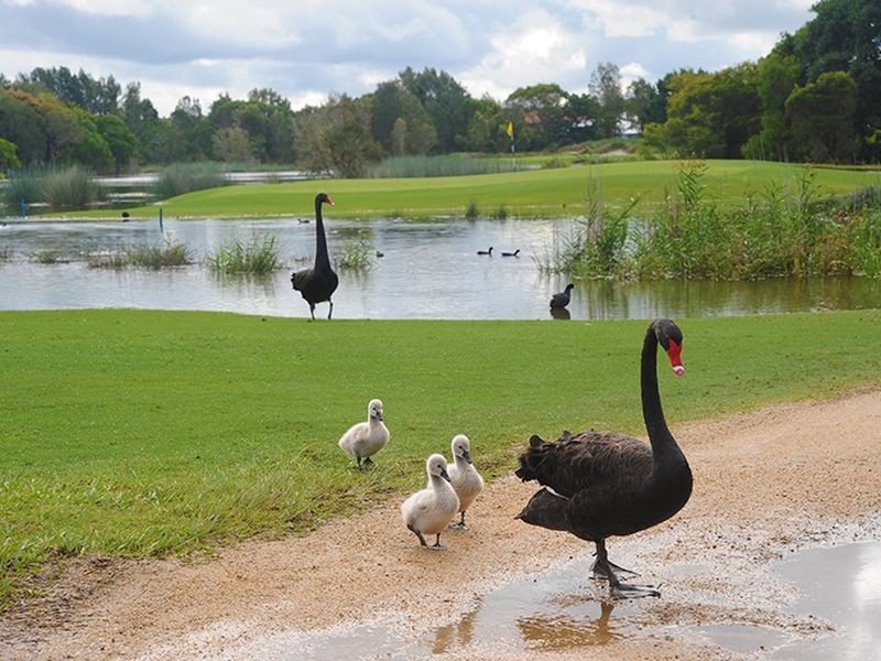 17 Tibrogargan Place, Pelican Waters QLD 4551