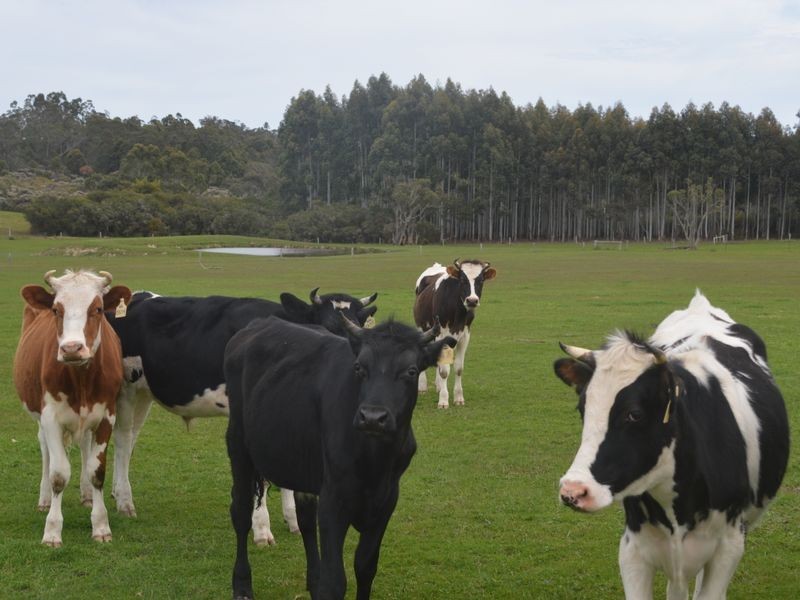 319 Gardiner Road, Walpole WA 6398