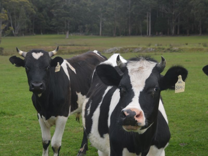 319 Gardiner Road, Walpole WA 6398