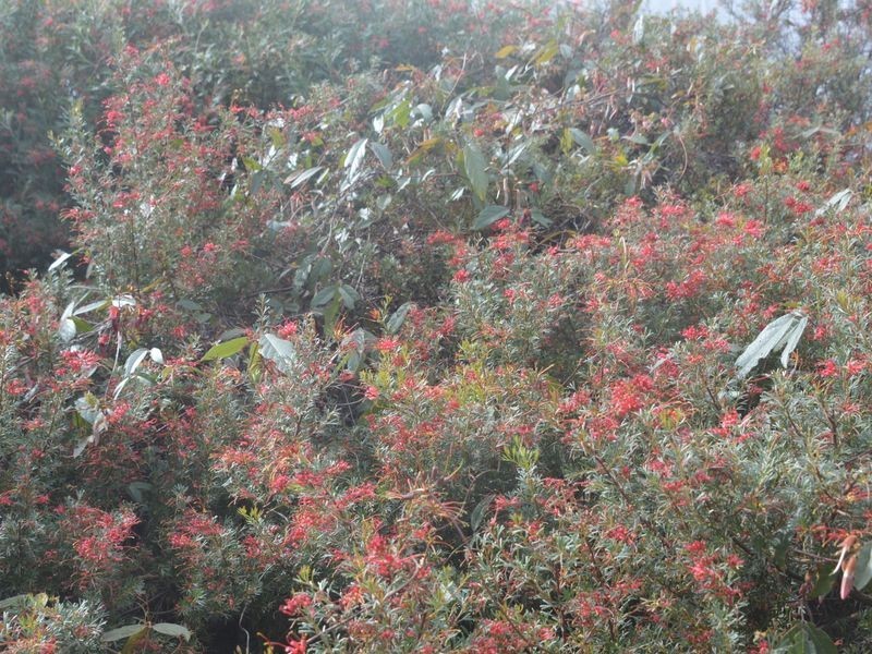 1149 North Walpole Road, Walpole WA 6398