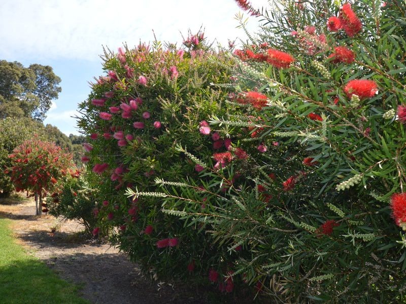 346 Jacksonii Avenue, Walpole WA 6398