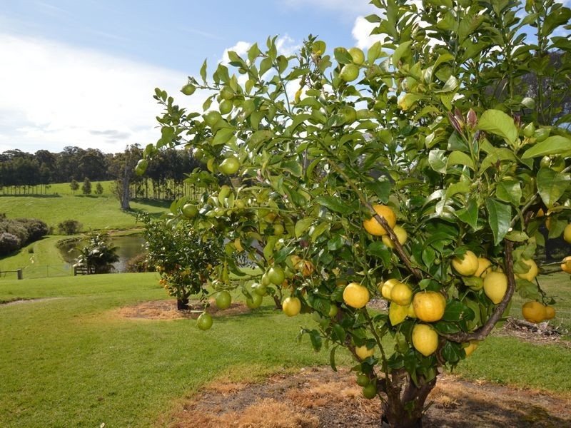 346 Jacksonii Avenue, Walpole WA 6398