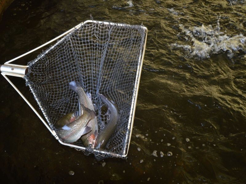 522 Pemberton-Northcliffe Road, Pemberton WA 6260