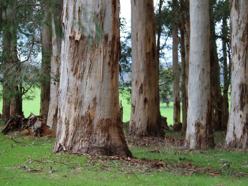 12928 Vasse Hwy, Pemberton WA 6260