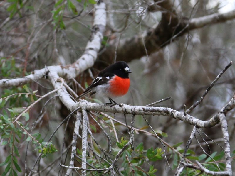 12928 Vasse Hwy, Pemberton WA 6260