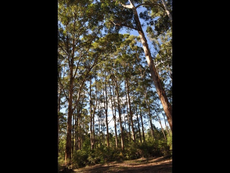 56 Browns Road, Pemberton WA 6260