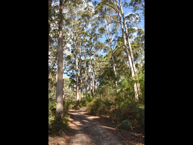 56 Browns Road, Pemberton WA 6260