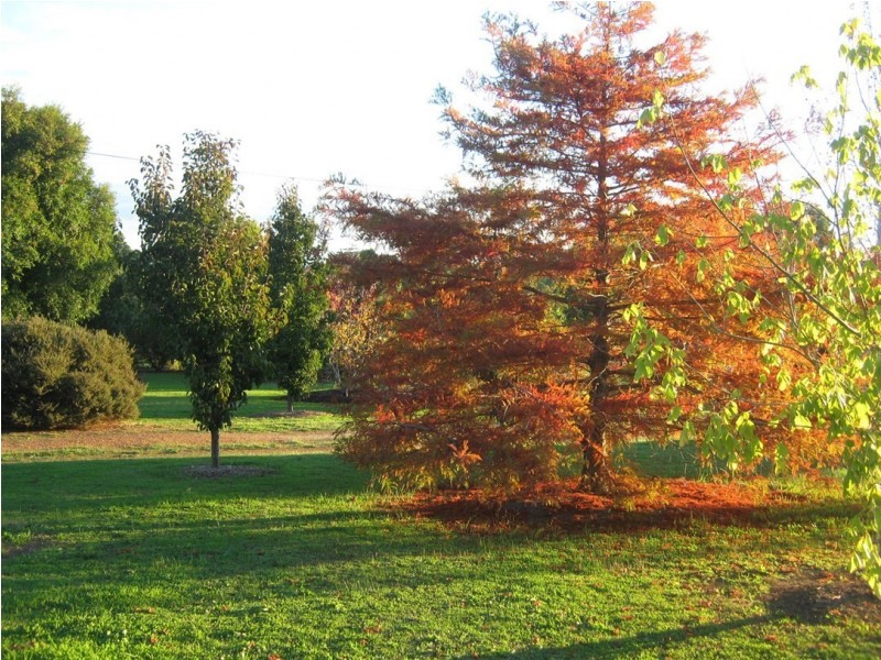 214 Browns Road, Pemberton WA 6260