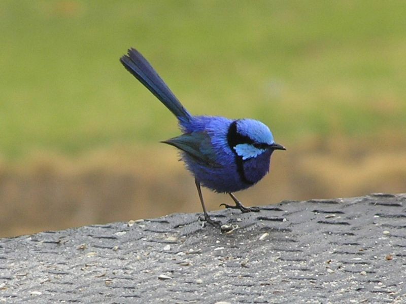 110 Vasse Highway, Pemberton WA 6260