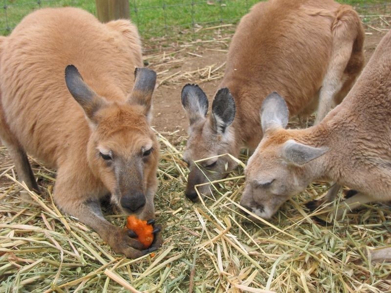 12420 Stirling Road, Pemberton WA 6260