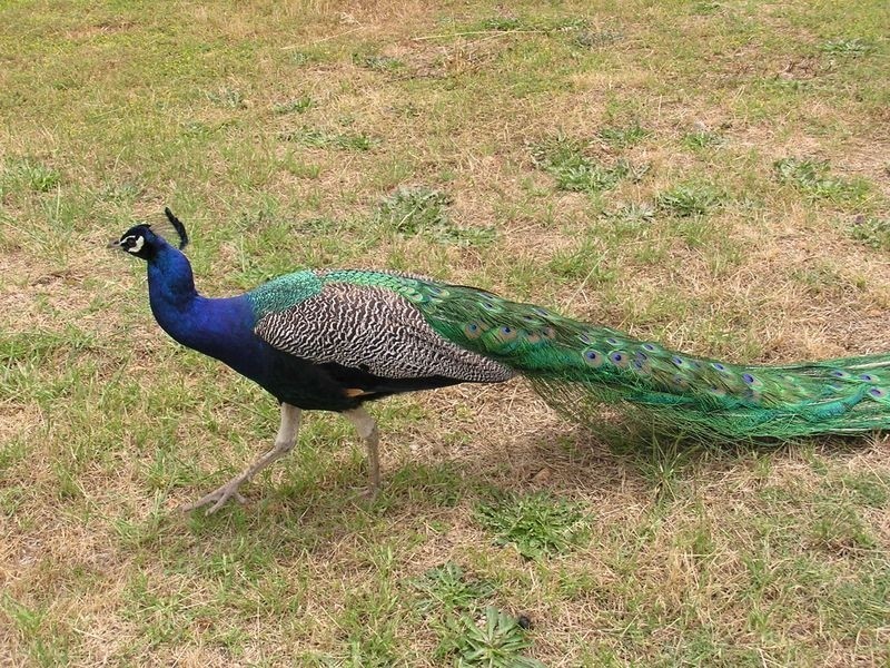 South West Highway, Pemberton WA 6260