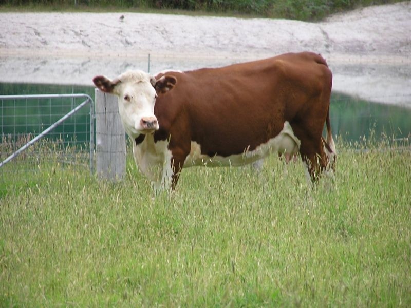 Lot 8773 Hill Brook Road, Northcliffe WA 6262