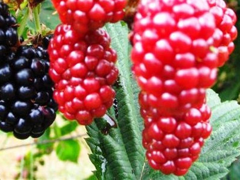 65 Browns Road, Pemberton WA 6260