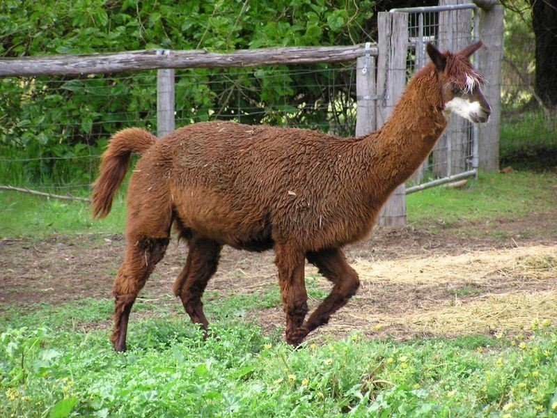 65 Browns Road, Pemberton WA 6260