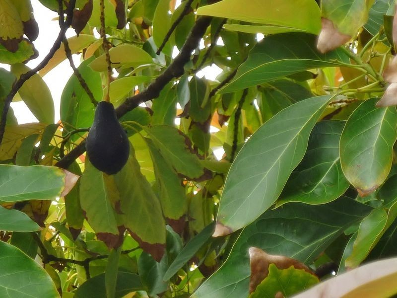 28 Guppy Street, Pemberton WA 6260