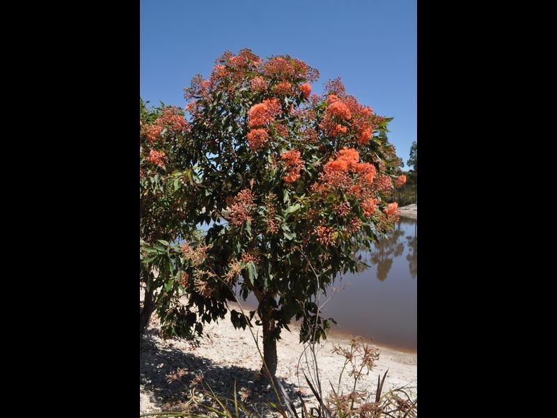 1064 Richardson Road, Northcliffe WA 6262