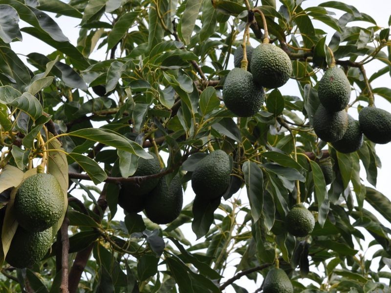 Lot 11055 Channybearup Road, Pemberton WA 6260