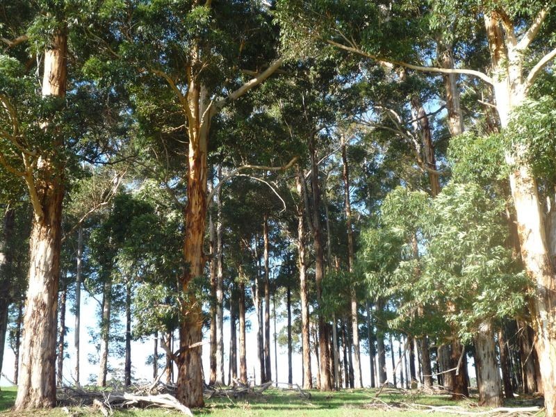 Lot 107 Wetherall Road, Pemberton WA 6260