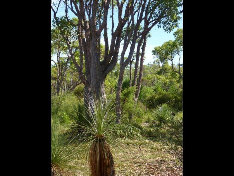 Lot 6 Sparsa Close, Northcliffe WA 6262