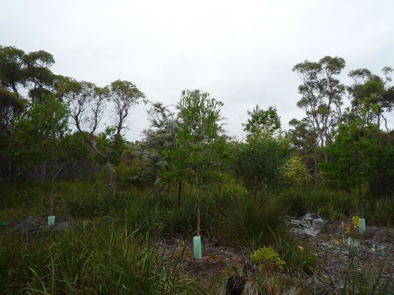 Lot 6 Sparsa Close, Northcliffe WA 6262