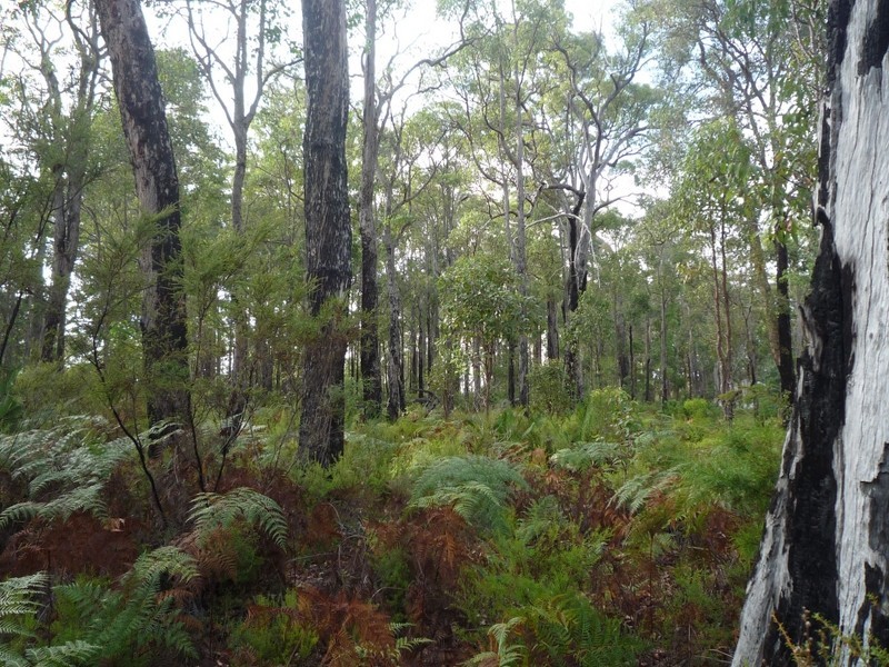 Lot 43 Karri Lane, Quinninup WA 6258