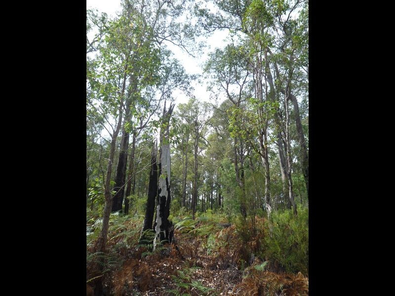 Lot 43 Karri Lane, Quinninup WA 6258