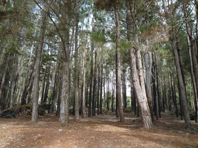 Lot 135 Karri Lane, Quinninup WA 6258