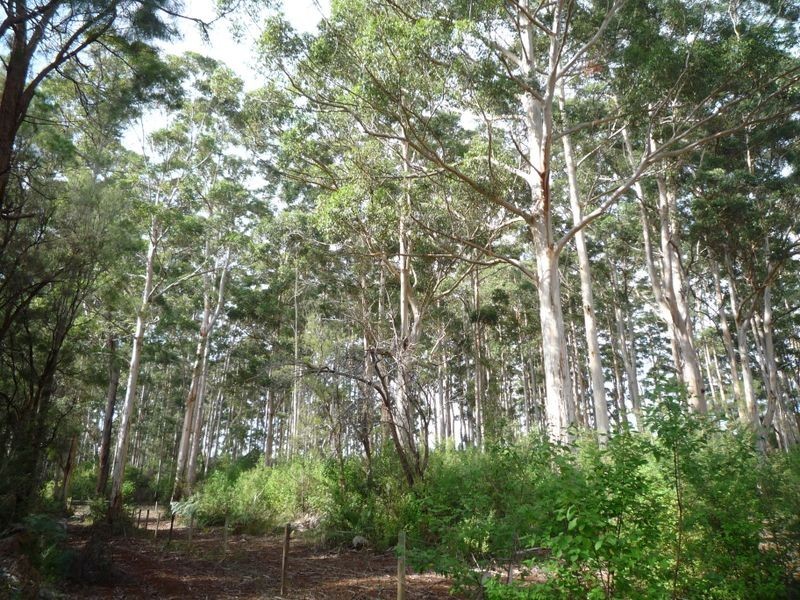 12 Browns Road, Pemberton WA 6260