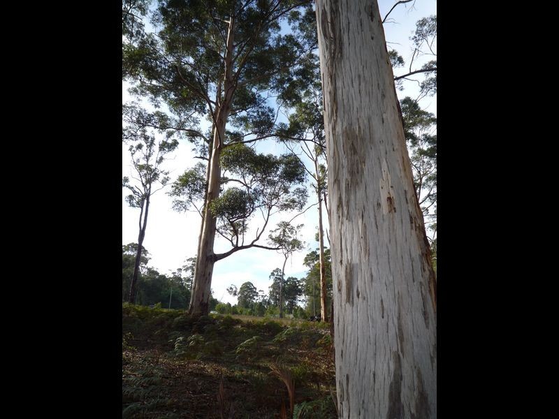 12 Browns Road, Pemberton WA 6260