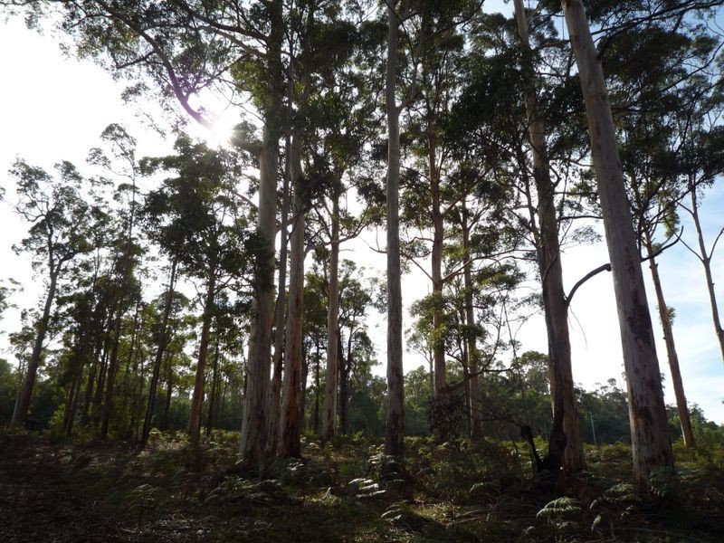 12 Browns Road, Pemberton WA 6260