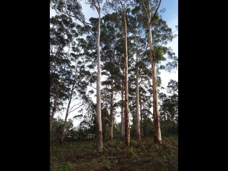 12 Browns Road, Pemberton WA 6260