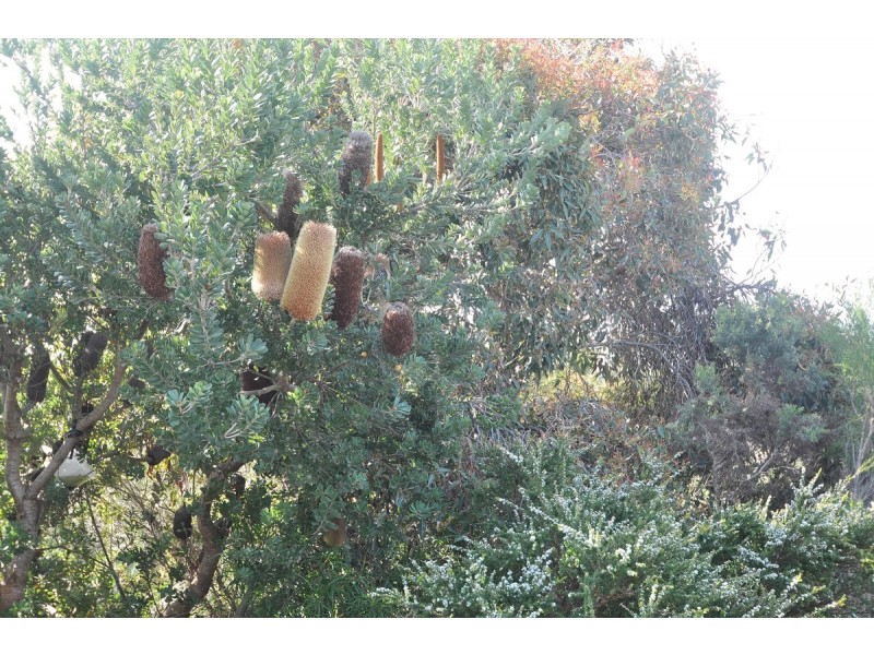 278 Evans Loop, Windy Harbour WA 6262