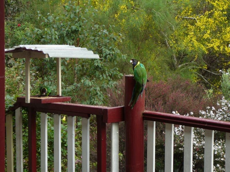 Lot 33 Karri Lane, Quinninup WA 6258