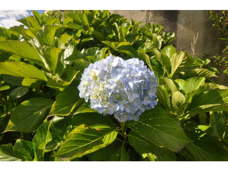 214 Browns Road, Pemberton WA 6260