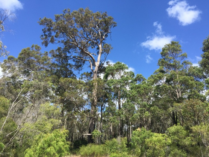 7002 Windy Harbour Road (Meerup), Northcliffe WA 6262