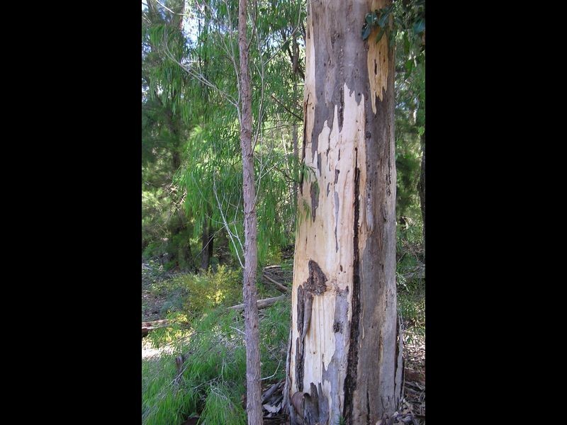 Lot 12713 Tomlinson Road, Pemberton WA 6260